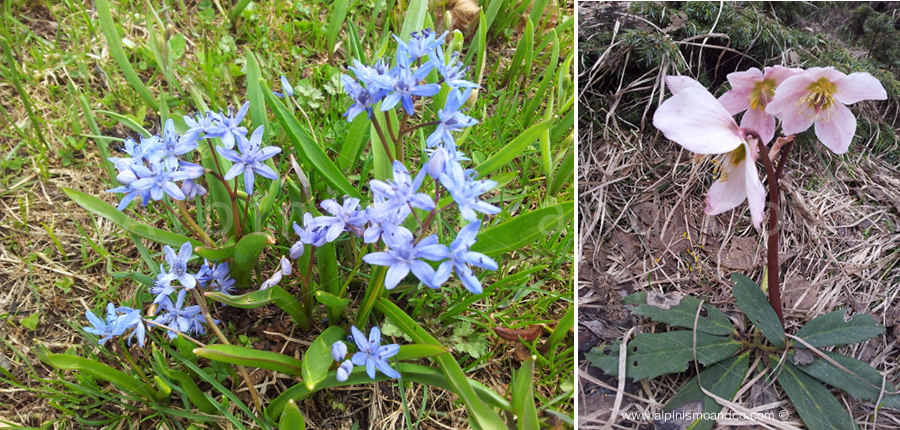 Primi fiori ai Piani di Bobbio